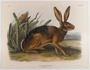 Kalifornský zajíc, 1847 od John James Audubon
