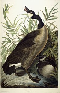 Kanadská husa, kolem 1827-1838 od John James Audubon