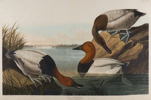 Kachna na plátně, 1836 (čb na papíře)