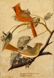 Hroznýš kardinál od John James Audubon