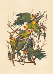 Papoušek karolínský od John James Audubon