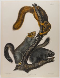 Kočičí veverka od John James Audubon