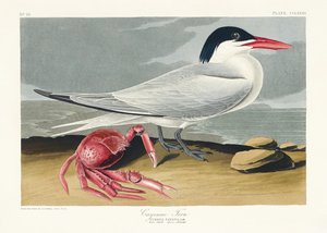 Rybák kajenský z knihy „Birds of America“ (1827)