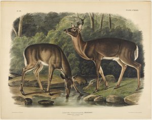 Virginský jelen, Pennant od John James Audubon