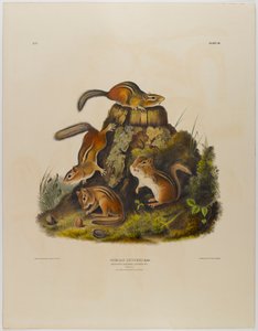 Chipping veverka hackee od John James Audubon