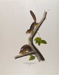 Kolumbijská veverka od John James Audubon