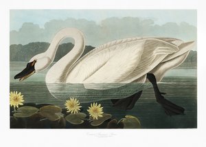 Labuť velká z knihy „Birds of America“ (1827) od John James Audubon