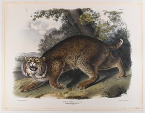 Obyčejná americká divoká kočka od John James Audubon