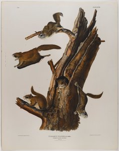 Veverka obecná od John James Audubon