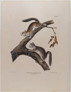 Pýřitá veverka od John James Audubon