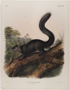 Tmavá veverka od John James Audubon