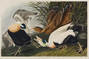 Kajka kajka, 1835 (wc na papíře) od John James Audubon