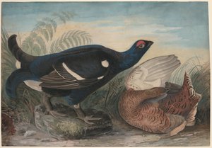 Anglické černé kohouty od John James Audubon