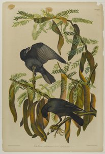 Fish Crow, tiskl Julien Bien a publikoval Roe Lockwood & Son, 1861 (chromolitograf) od John James Audubon