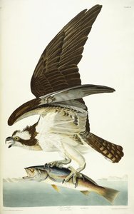 Fish Hawk, 1830 od John James Audubon