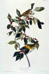 Květiny a ptáci malba na hedvábí od Johna Jamese Audubona (1780-1851) (ex.am.) 1826-1830. Paříž, B.N. od John James Audubon