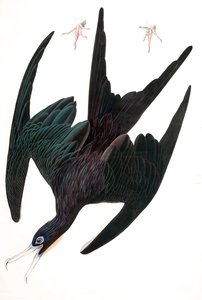 Frigate Pelican, Tachypetes Aquilis, z "The Birds of America" od Johna J. Audubona, hospoda. 1827-38 (ručně kolorovaná rytina) od John James Audubon