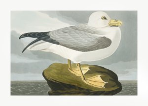 Buřňák velký z díla „Birds of America“ (1827) od John James Audubon
