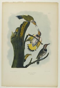 Zlatokřídlý datel, tiskl Julien Bien a vydal Roe Lockwood & Son, 1861 (chromolitograf) od John James Audubon