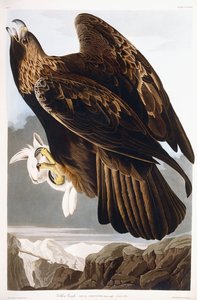 Zlatý orel, 1833 od John James Audubon