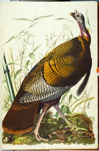 Velký Američan Beck Male. Divoký krocan od John James Audubon