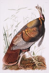 Great American Cock, nebo Wild Turkey od John James Audubon