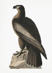 Orel mořský z díla „Birds of America“ (1827) od John James Audubon