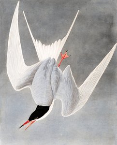 Rybák velký, Sterna Hirundo, z "The Birds of America" od Johna J. Audubona, hospoda. 1827-38 od John James Audubon