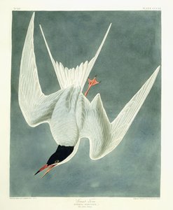 Velký obrat, Muž, jarní peří, 1836 od John James Audubon