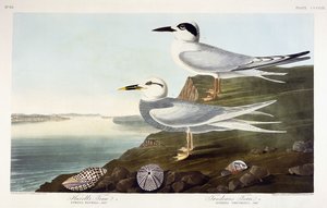 Rybák Havellův a Rybák Trudeauův, 1838 od John James Audubon