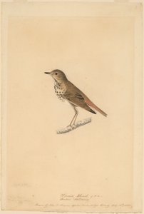 Drozd poustevník od John James Audubon
