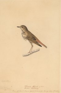 Drozd poustevník, 1820. od John James Audubon