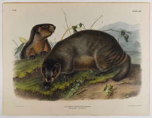 Svišť šedivý od John James Audubon