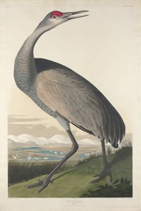 Hooping Crane, 1835 od John James Audubon