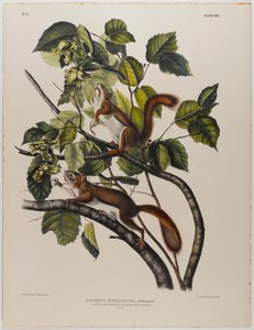 Veverka z Hudsonova zálivu od John James Audubon