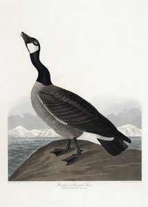 Hutchinsova husa barnacle z díla „Birds of America“ (1827) od John James Audubon