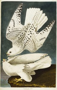 Island nebo Jer Falcon. Gyrfalcon od John James Audubon