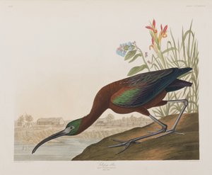 Ilustrace z 