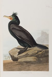 Ilustrace z 