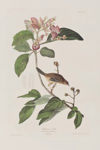 Ilustrace z 