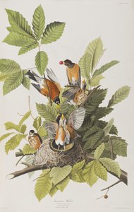Ilustrace z 