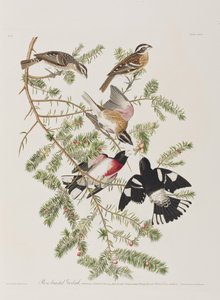Ilustrace z 