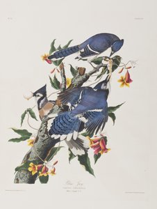Ilustrace z 