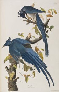 Ilustrace z 