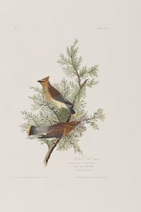 Ilustrace z 