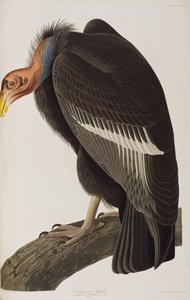 Ilustrace z 