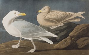 Ilustrace z 