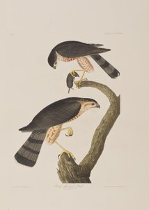 Ilustrace z 