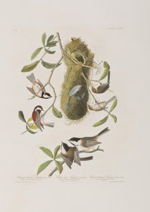 Ilustrace z 