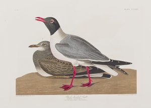 Ilustrace z 